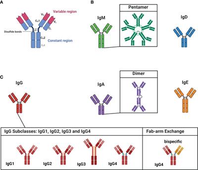 Exploring the depths of IgG4: insights into autoimmunity and novel treatments